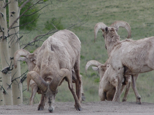 bighorn sheep colorado