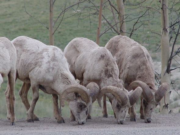 Colorado big horn sheep